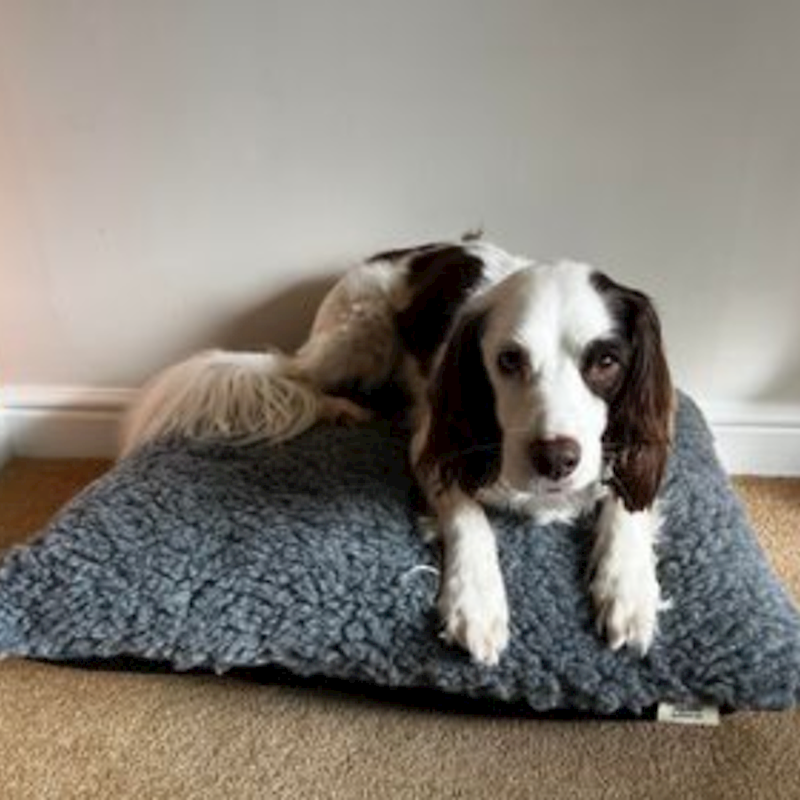 Comfort or Compulsion? Understanding Why Your Dog Digs Their Bed